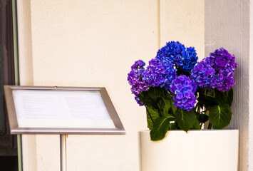 bush of hortensja flowers - blue beautiful nature