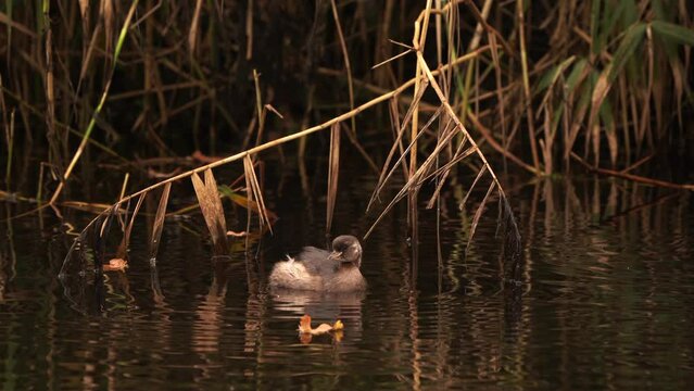 A juvenile Litte Grebe (Tachybaptus ruficollis) in winter plumage polishing its feathers
