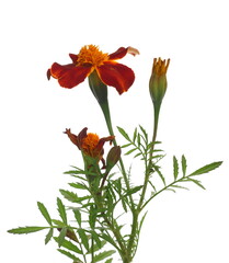 French marigold flowers isolated on white