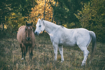 Two horses standing in the autumn landscape