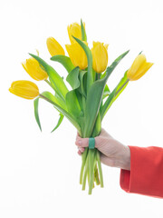 Yellow tulips in a female hand on a white background.