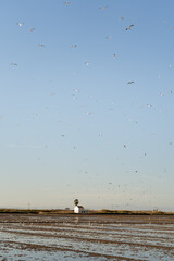 Landscape of a flooded rice field with a small cottage in the background with seagulls flying over the field and herons on the ground.