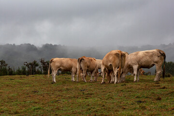 Cows herd grazing on a rainy day with a cloudy sky
