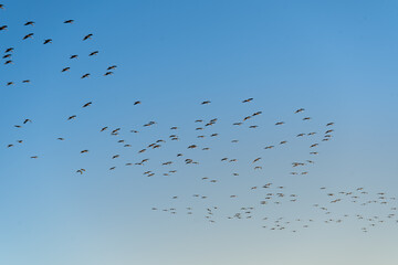 Flock of glossy ibis (plegadis falcinellus) flying over blue sky