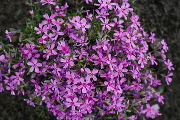 Plant phlox awl-shaped. Lots of pink flowers. Summer nature background