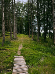 path in the woods