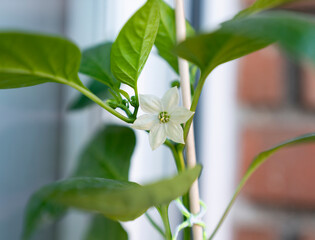 flor pimiento planta