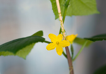 flor planta pepino huerto urbano