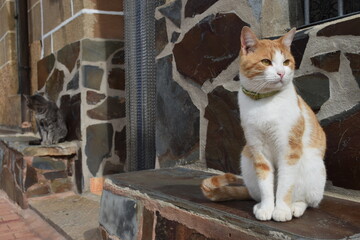 dos gatos en la puerta