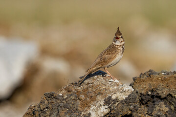 photo of crested lark crowing on a stone
