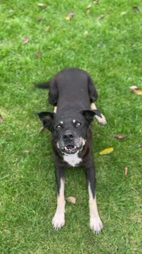 An elderly black dog with gray muzzle barks at the camera. The dog jumps and crouches on the grass, begging for a treat.