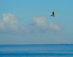 bird flying