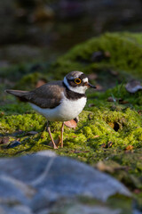 Little ringed plover picture taken on the moss by the creek
