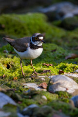 Little ringed plover picture taken on the moss by the creek
