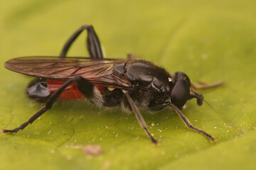 Closeup on a red hoverfly, Brachypalpoides lentus sitting on a green leaf