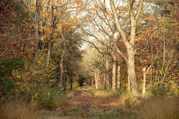 Fototapeta premium Autumn forest scenery with footpath in autumn forest nature.