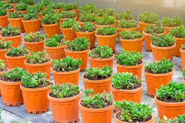Fototapeta na wymiar Brown crassula succulent pots displayed in rows in pots in a greenhouse for growing.