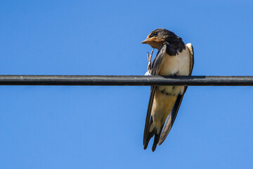 Hirundo rustica picture taken while itching on the wire
