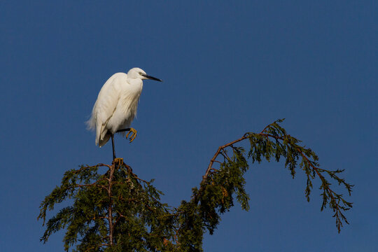 photo of little egret perched on pine tree with blue sky background
