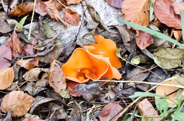 Seta naranja rodeada de hojas secas en otoño.