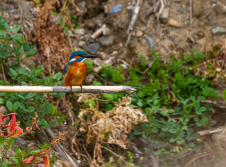 photo of kingfisher on a reed
