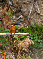 photo of kingfisher on a reed
