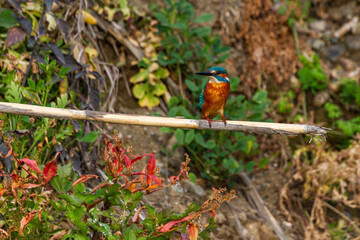 photo of kingfisher on a reed
