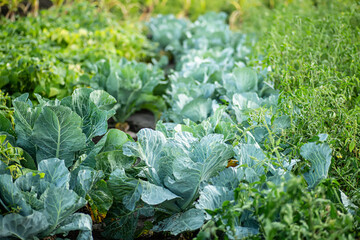 Naklejka premium bed of cabbage in garden after rain. Fresh cabbage in backyard. Green tomatoes on bushes