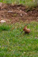 Fototapeta premium Hoopoe hunting. Green nature background. Eurasian Hoopoe. 