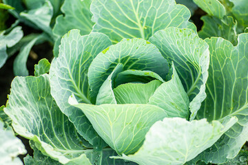 Cabbage head growing on vegetable bed in garden. Agriculture. Healthy and healthy food for humans.