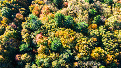 Top view of colorful trees in autumn. Colorful trees with drone. Selective focus.