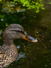 Wild duck photo taken in the creek