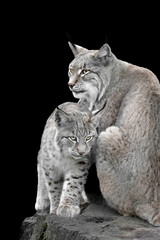 Mother lynx with baby