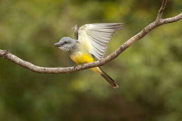 The Tropical Kingbird also known as Suiriri perched on the branches of a tree. Species Tyrannus melancholicus. Animal world. Birdwatching. Yellow bird. Flycatcher