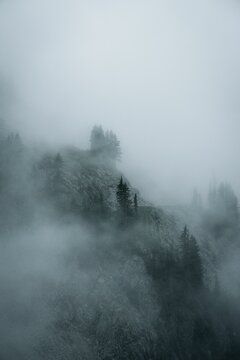 Aerial View Of A Misty Forest With Tall Dark Trees.