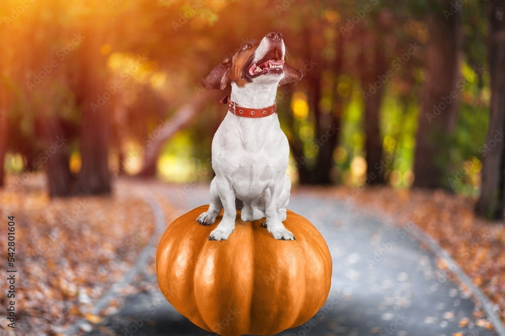 Canvas Prints Cute young Dog with fresh ripe pumpkins.