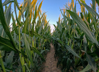 Looking down a row of corn stalks on a farm