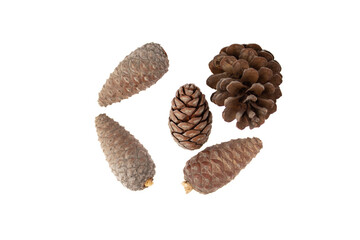 set of pine cones with different degrees of openness of the pine cone foreground on transparent background png