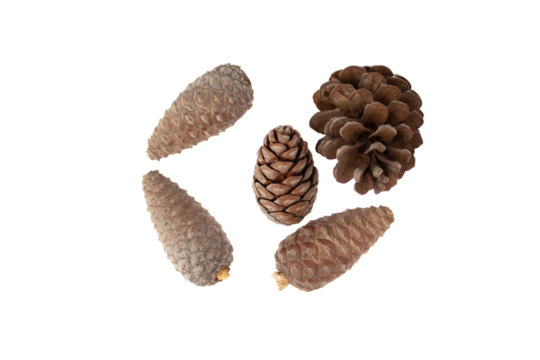 set of pine cones with different degrees of openness of the pine cone foreground on transparent background png