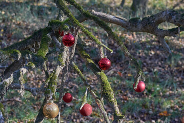 Natale nel bosco selvaggio,i colori del natale nel caos del bosco incolto