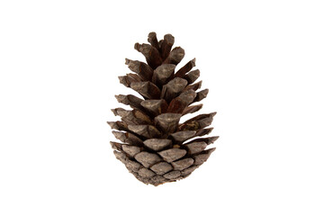 pine cone pine cone opening a little brown foreground on transparent background png