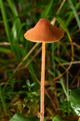 Conocybe tenera or common conecap - beautiful small orange mushroom in autumn forest
