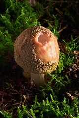 A closeup of Amanita rubescens, known as blushing amanita. Fungus in the natural environment
