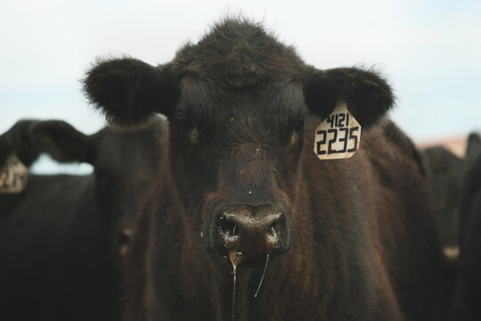 Young black angus beef cattle with snot in nose closeup on beef ranch as herd for agriculture.