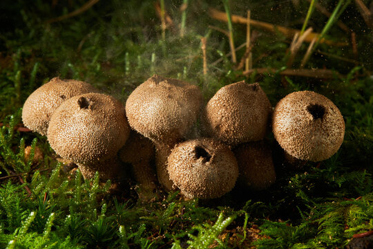 Lycoperdon perlatum, popularly known as the common puffball, warted puffball, gem-studded puffball, or the devil's snuff-box Puffball fungus ejecting spores for reproduction