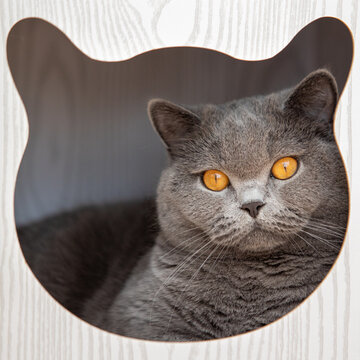Close-up portrait of a Grey British shorthair cat lying in a hooded cat bed looking through a cat face shaped opening