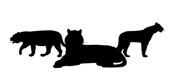 Flock of lions with leader, male and female. Predator Wild animals. Silhouette figures. Isolated on white background. Vector.