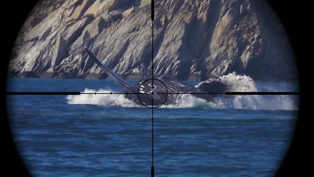 Humpback Whale in Gun Rifle Scope. Wildlife Hunting. Poaching Endangered, Vulnerable, and Threatened Animals