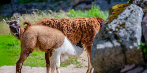 Little llama drinks mother's milk. Llama cub drinks milk, yellow llama feeds her cub in the mountains of Peru