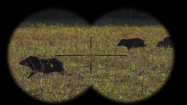 Pecari Wild Pigs Seen through Binoculars. Bird Watching at Wildlife Safari